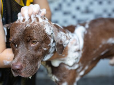 como dar banho em cachorro: cachorro tomando banho